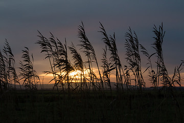 Image showing Reeds Silhouetted Against Sunset Sky