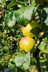 Image showing Apples on a branch.