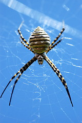 Image showing spider