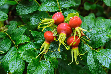 Image showing Ripe berry of a dogrose.