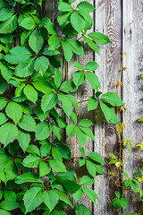 Image showing Leaves on wooden background.