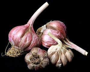 Image showing Ripe Dried Garlic