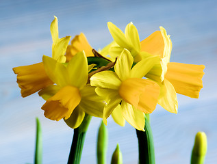 Image showing Wild Yellow Daffodils