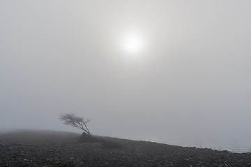 Image showing Windblown tree in the mist