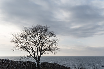Image showing Big bare tree silhouette