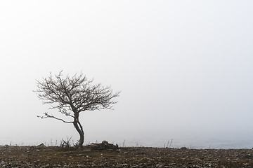 Image showing Lone tree in the mist