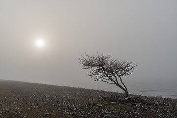 Image showing Lone tree silhouette by the coast