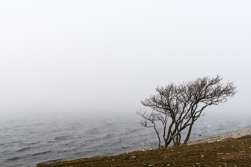 Image showing Bare tree by seaside in the mist