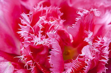 Image showing Pink Explosion