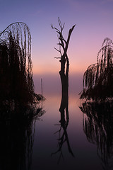 Image showing Foggy silhouetted trees on he lake at sunrise