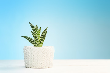 Image showing Agave in pot