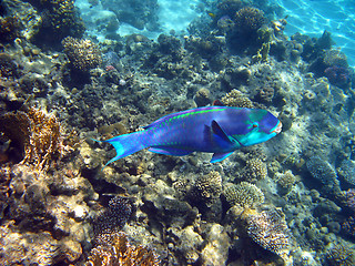 Image showing Parrot fish