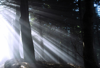 Image showing sunbeams in the forest