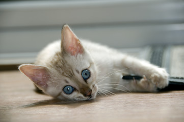Image showing Kitten