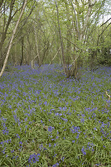 Image showing Bluebell