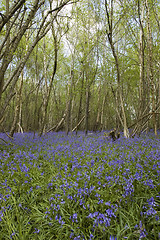 Image showing Bluebell