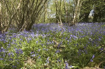 Image showing Bluebell