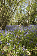 Image showing Bluebell