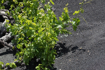 Image showing Wine grapes grow on logs in the lava sands of Lanzarote.