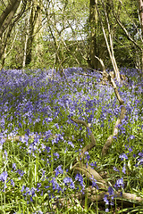 Image showing Bluebell