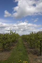 Image showing Apple orchard