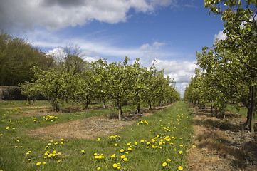 Image showing Apple orchard