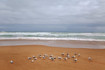 Image showing Sandy beach with seagulls