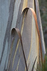 Image showing Tree Trunk Closeup