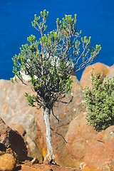 Image showing Tree on ocean cliff