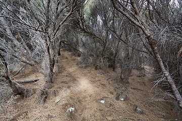 Image showing Path deep into dried out forest