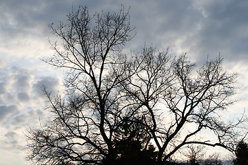 Image showing lonely tree at cloudy sky