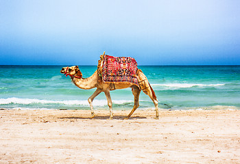 Image showing camel on the beach 