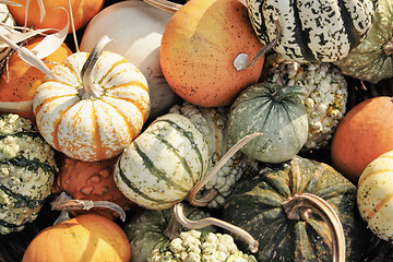 Image showing autumn pumpkins texture