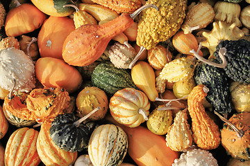 Image showing autumn pumpkins texture