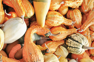 Image showing autumn pumpkins texture