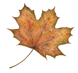 Image showing maple leaf