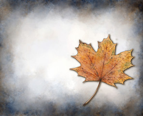 Image showing maple leaf