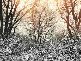 Image showing Winter trees in sunset