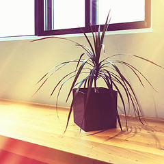 Image showing Madagascar dragon tree houseplant near a window