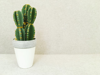 Image showing Artificial cactus in white pot