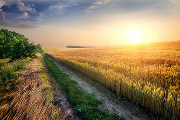 Image showing Wheat in evening