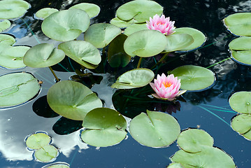 Image showing Lily Pads