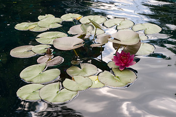 Image showing Water Lilly