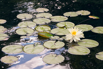 Image showing Lilly Pads