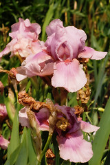 Image showing Pink Flower