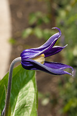 Image showing Purple Flower