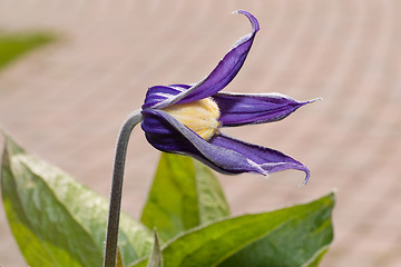 Image showing Purple Flower