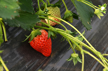 Image showing Fresh strawberries that are grown organic farm