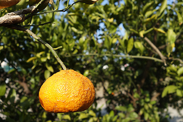 Image showing Orange mandarin on the tree