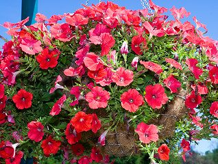 Image showing Basket of Flowers